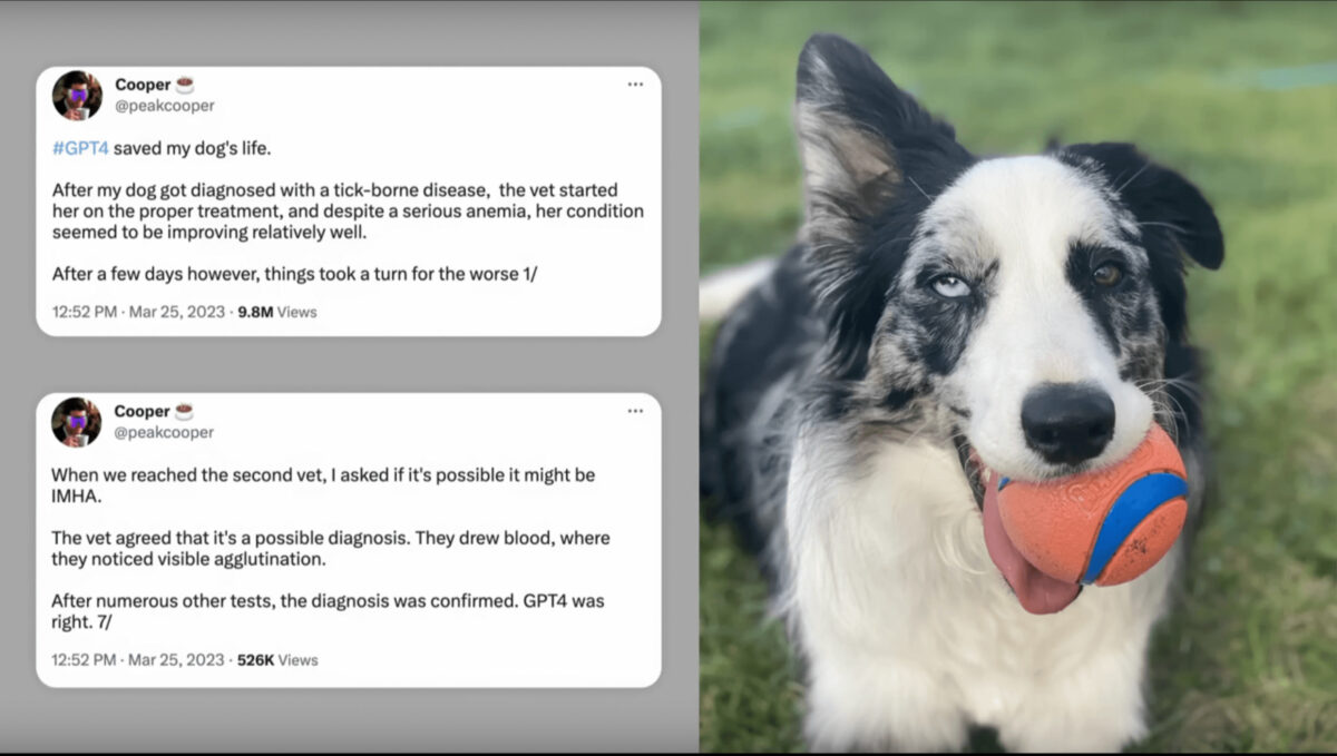 dog diagnosis by gpt4